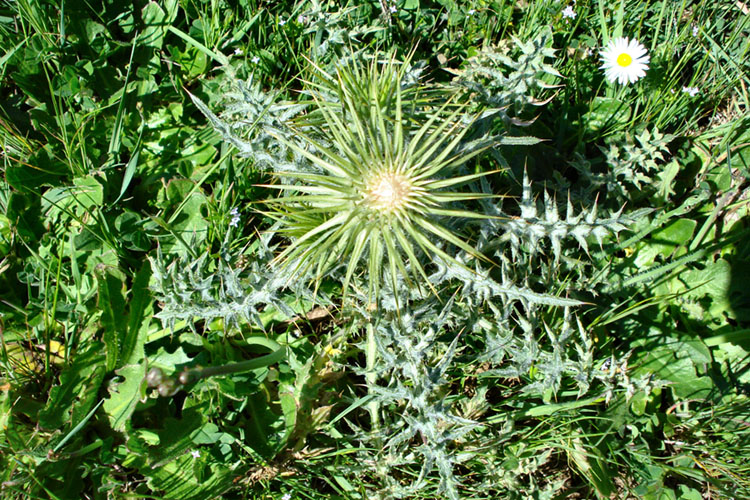 Carduus nutans?